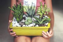 Girl holding display of succulent plants — Stock Photo