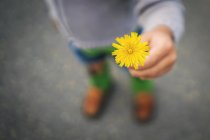 Menino segurando flor amarela — Fotografia de Stock
