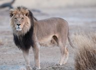 Портрет льва, ЮАР — стоковое фото