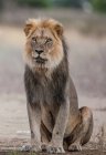 Porträt einer schwarzen Mähne Löwe — Stockfoto
