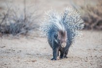 Portrait of a Porcupine, South Africa — Stock Photo