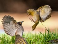 Birds competing for food — Stock Photo