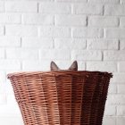 Gato escondido en cesta - foto de stock