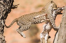 Leopard with dead springbok — Stock Photo