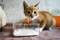 Рыжий котёнок ест молоко — стоковое фото