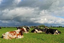 Cows in pasture at cloudy day — Stock Photo
