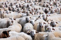 Gran rebaño de ovejas - foto de stock