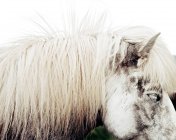 Боковой вид на икеландскую лошадь — стоковое фото