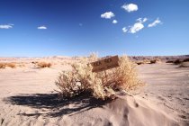 Herbes sèches du désert — Photo de stock