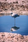 Flamingo de pie sobre una pierna en el agua - foto de stock