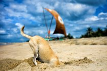 Dog digging for crabs — Stock Photo