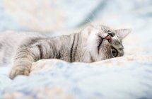 Cat relaxing in bed — Stock Photo