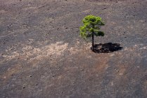 Одинокое дерево в лаве — стоковое фото