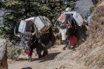 Yaks carrying bags on mountain path — Stock Photo