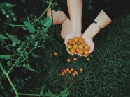Mulher segurando pequenos tomates — Fotografia de Stock