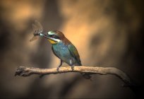 Bee-eater perching on branch — Stock Photo