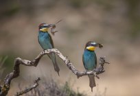 Bee-eaters with pray — Stock Photo