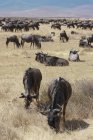 Gnu-Herde weidet — Stockfoto
