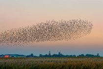 Rebanho de estorninhos voando sobre o campo — Fotografia de Stock