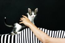 Котенок на животе беременной женщины — стоковое фото