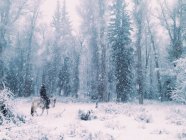 Homme, cheval et chien dans la forêt — Photo de stock