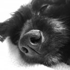 Primer plano de la nariz del cachorro dormido - foto de stock