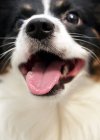 Portrait of dog with open mouth — Stock Photo