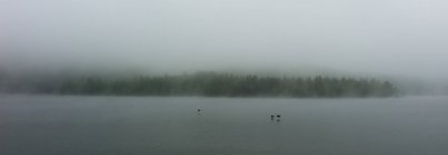 Lago en la niebla de la mañana - foto de stock