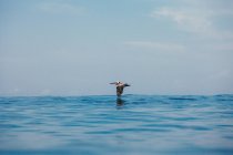 Пеликан летит над океаном — стоковое фото