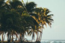 Tropical beach with palm trees — Stock Photo