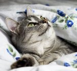 Сірий кіт, лежачи на ліжку — стокове фото