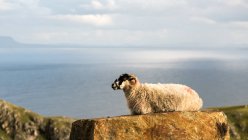 Sheep resting on cliff against sea — Stock Photo