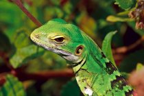 Colpo ritagliato di iguana verde — Foto stock