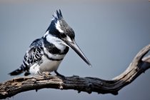 Pied Kingfisher no ramo — Fotografia de Stock