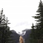 Cão pug olhando para montanhas — Fotografia de Stock