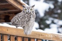 Great Horned Owl on fence — Stock Photo