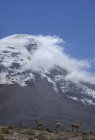 Vicuna sauvage debout au fond de la montagne — Photo de stock