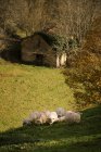 Troupeau de moutons en pâturage — Photo de stock