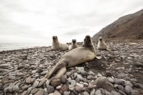 Elephant seals on rocky beach — Stock Photo