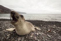 Elefante foca ruggente sulla spiaggia rocciosa — Foto stock