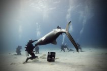 Buceadores y tiburones tigre bajo el agua - foto de stock