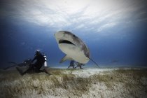 Buceadores y tiburones tigre bajo el agua - foto de stock