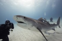 Mergulhador fotografando tubarão tigre subaquático — Fotografia de Stock