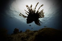 Leone Pesci che nuotano in mare — Foto stock