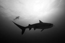 Tiger shark silhouetted and sunlight — Stock Photo