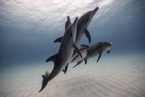 Morceau de dauphins nageant au-dessus du plancher océanique — Photo de stock