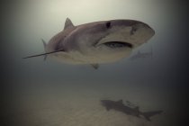 Tubarão tigre nadando acima do fundo do oceano — Fotografia de Stock