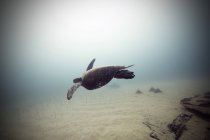 Tortuga marina nadando sobre el fondo del océano - foto de stock