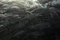 Schooling black jack fish — Stock Photo