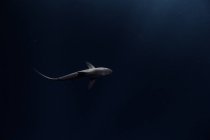 Seidenhai schwimmt im dunklen Ozean — Stockfoto